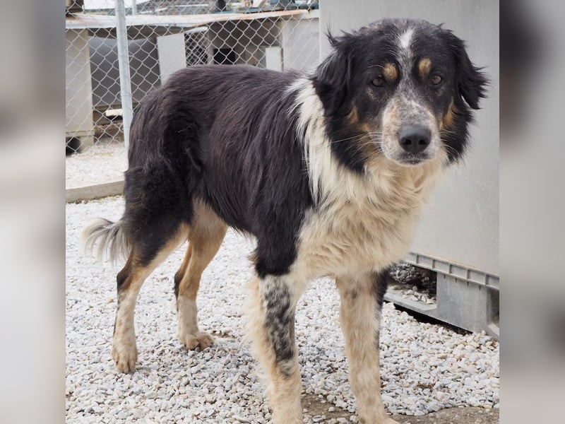 Bente, geb. ca. 04/2020, lebt in GRIECHENLAND, im städt. Tierheim Serres