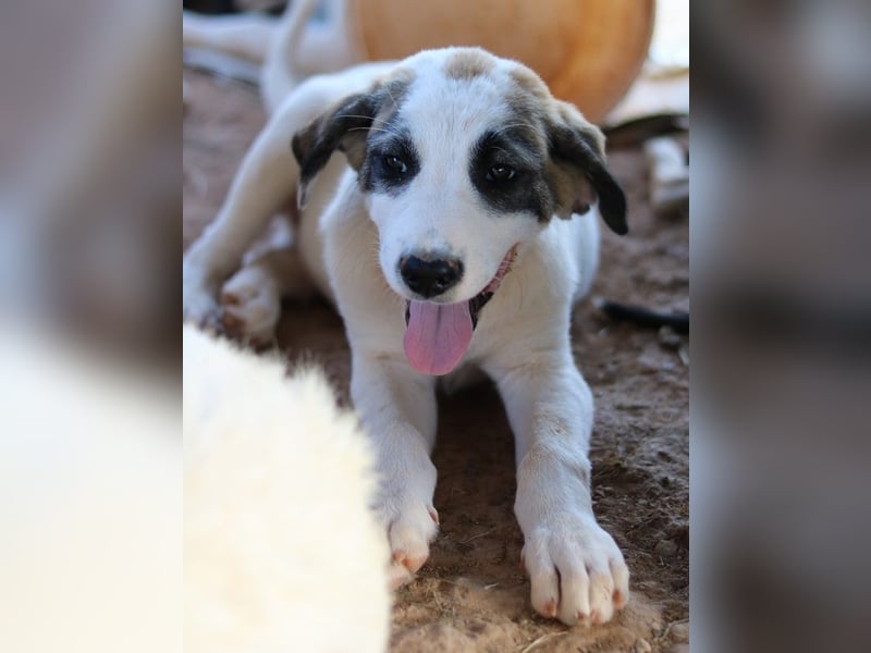 Chad, geb. ca. 07/2022, lebt in GRIECHENLAND, auf einem Gelände, Hunde werden notdürftig versorgt