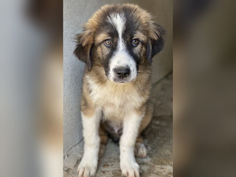Kroos, geb. ca. 03/2024, lebt in GRIECHENLAND, im städt. Tierheim Serres