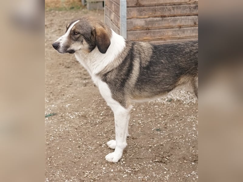 Dios, geb. ca. 05/2022, lebt in GRIECHENLAND, im städt. Tierheim Serres