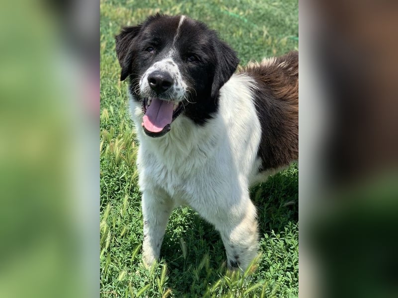 Nitro, geb. ca. 01/2019, lebt in GRIECHENLAND, im städt. Tierheim Serres