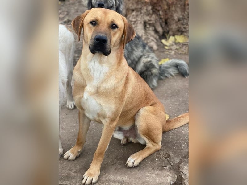 Nobu, geb. ca. 04/2021, lebt in GRIECHENLAND, im städt. Tierheim Serres