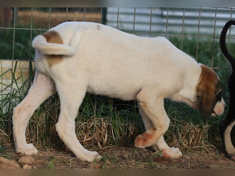 Chad, geb. ca. 07/2022, lebt in GRIECHENLAND, auf einem Gelände, Hunde werden notdürftig versorgt