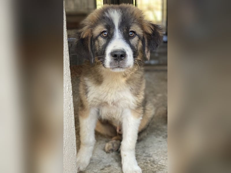 Kroos, geb. ca. 03/2024, lebt in GRIECHENLAND, im städt. Tierheim Serres