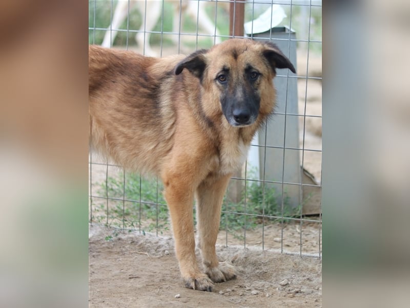 Thumper, geb. ca. 01/2022, lebt in GRIECHENLAND, im städt. Tierheim Serres
