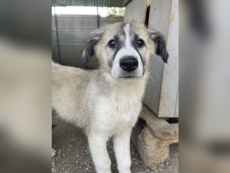 Sido, geb. ca. 02/2024, lebt in GRIECHENLAND, im städt. Tierheim Serres