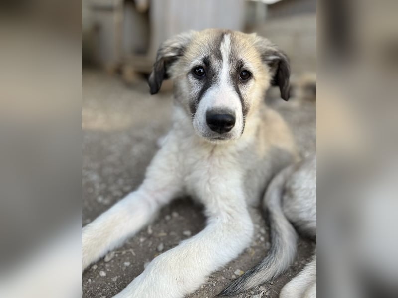 Sido, geb. ca. 02/2024, lebt in GRIECHENLAND, im städt. Tierheim Serres