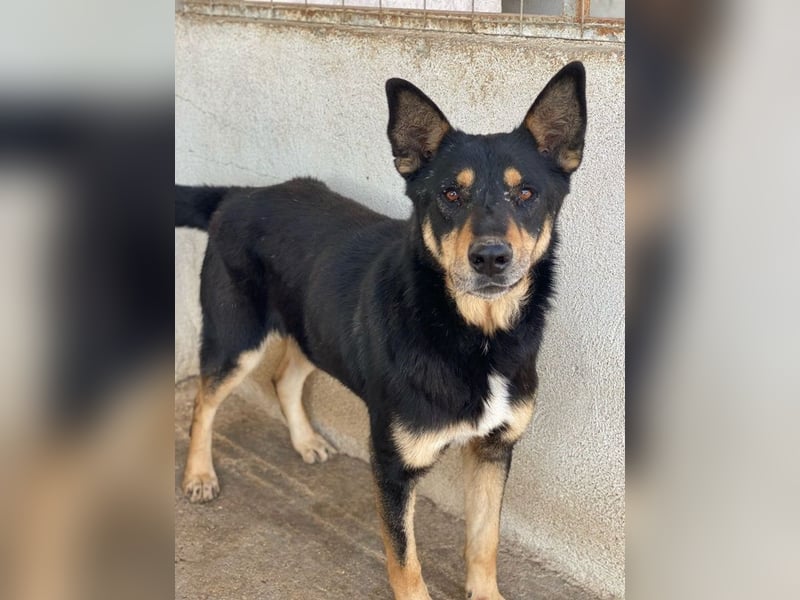 Niles, geb. ca. 05/2019, lebt in GRIECHENLAND, im städt. Tierheim Serres