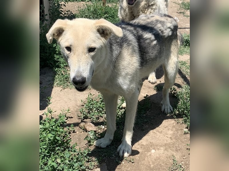 Boybro, geb. ca. 04/2019, lebt in GRIECHENLAND, im städt. Tierheim Serres