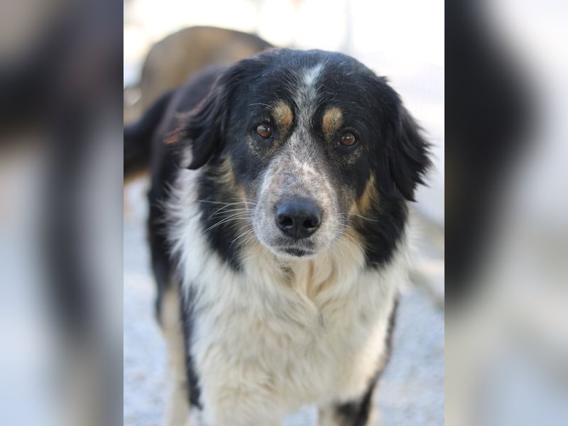 Bente, geb. ca. 04/2020, lebt in GRIECHENLAND, im städt. Tierheim Serres