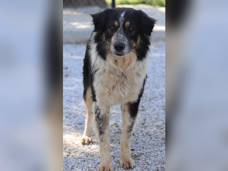 Bente, geb. ca. 04/2020, lebt in GRIECHENLAND, im städt. Tierheim Serres