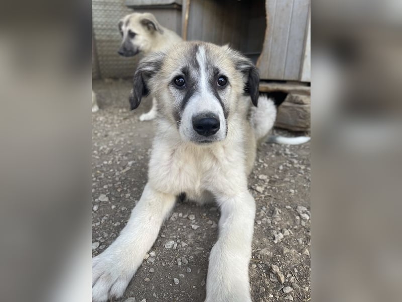Sido, geb. ca. 02/2024, lebt in GRIECHENLAND, im städt. Tierheim Serres