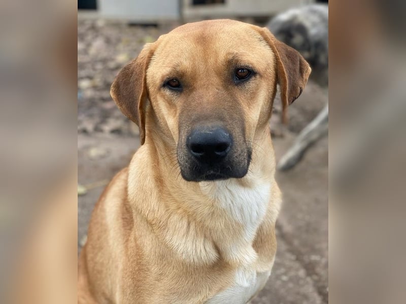 Nobu, geb. ca. 04/2021, lebt in GRIECHENLAND, im städt. Tierheim Serres