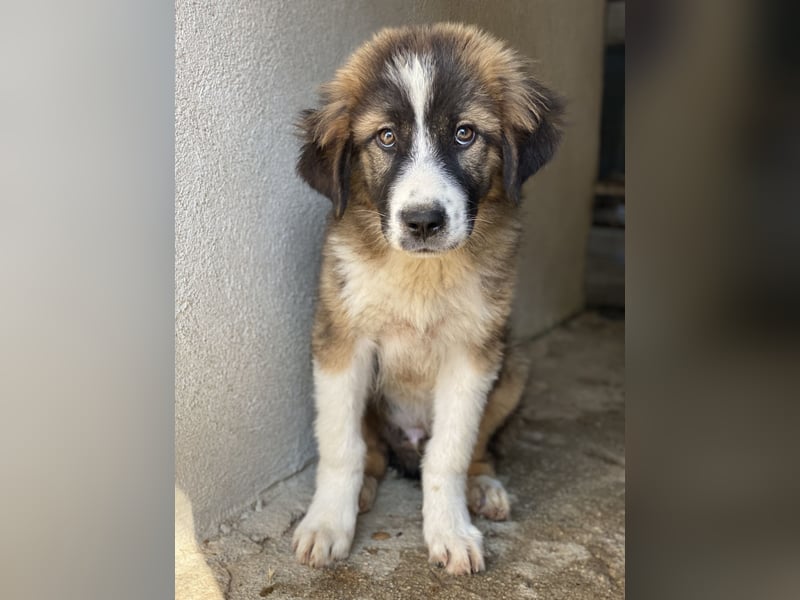 Kroos, geb. ca. 03/2024, lebt in GRIECHENLAND, im städt. Tierheim Serres