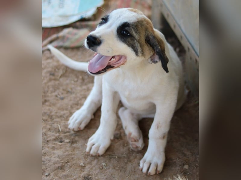 Chad, geb. ca. 07/2022, lebt in GRIECHENLAND, auf einem Gelände, Hunde werden notdürftig versorgt