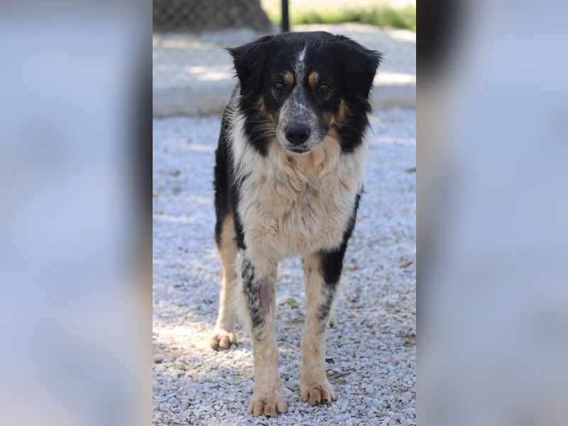 Bente, geb. ca. 04/2020, lebt in GRIECHENLAND, im städt. Tierheim Serres