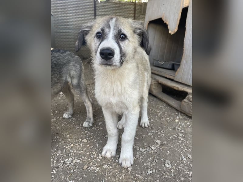 Sido, geb. ca. 02/2024, lebt in GRIECHENLAND, im städt. Tierheim Serres