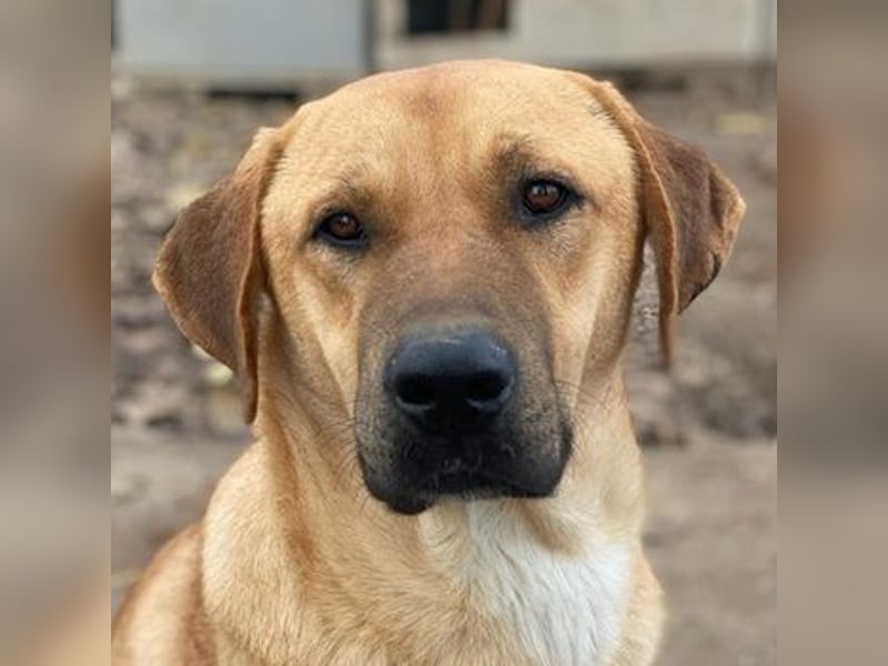 Nobu, geb. ca. 04/2021, lebt in GRIECHENLAND, im städt. Tierheim Serres