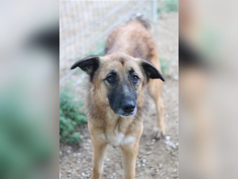 Thumper, geb. ca. 01/2022, lebt in GRIECHENLAND, im städt. Tierheim Serres