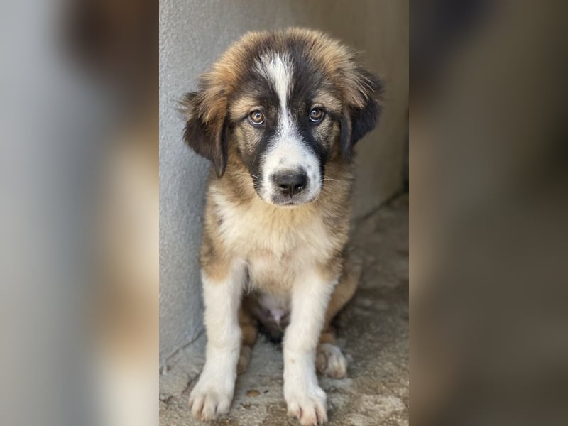 Kroos, geb. ca. 03/2024, lebt in GRIECHENLAND, im städt. Tierheim Serres