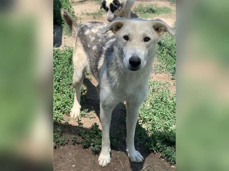 Boybro, geb. ca. 04/2019, lebt in GRIECHENLAND, im städt. Tierheim Serres