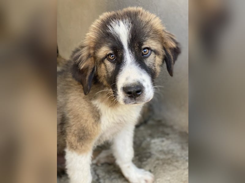 Kroos, geb. ca. 03/2024, lebt in GRIECHENLAND, im städt. Tierheim Serres