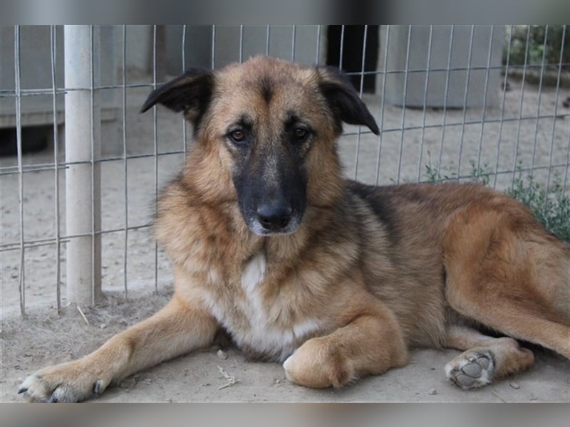 Thumper, geb. ca. 01/2022, lebt in GRIECHENLAND, im städt. Tierheim Serres