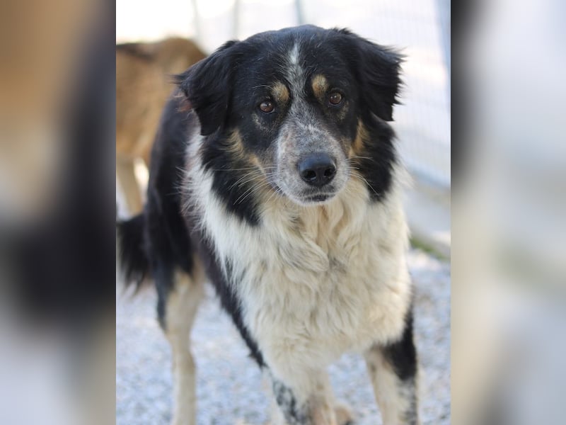 Bente, geb. ca. 04/2020, lebt in GRIECHENLAND, im städt. Tierheim Serres