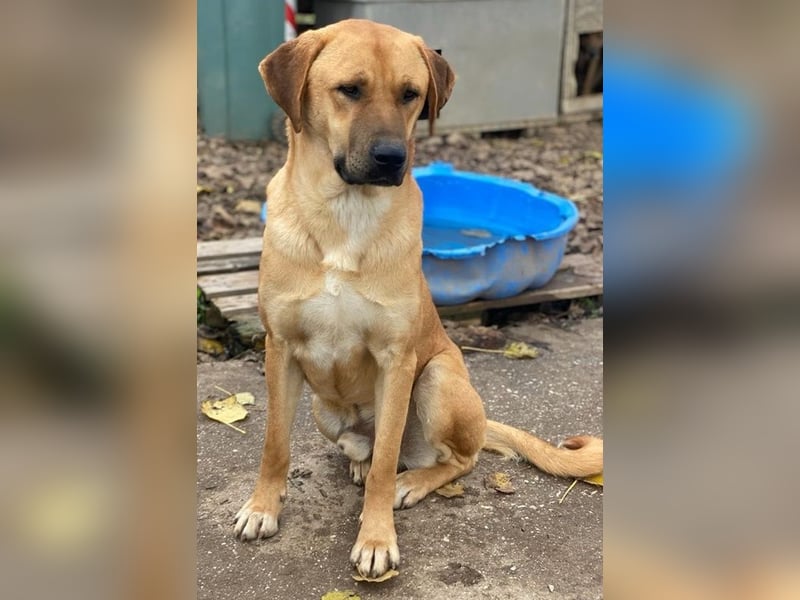 Nobu, geb. ca. 04/2021, lebt in GRIECHENLAND, im städt. Tierheim Serres
