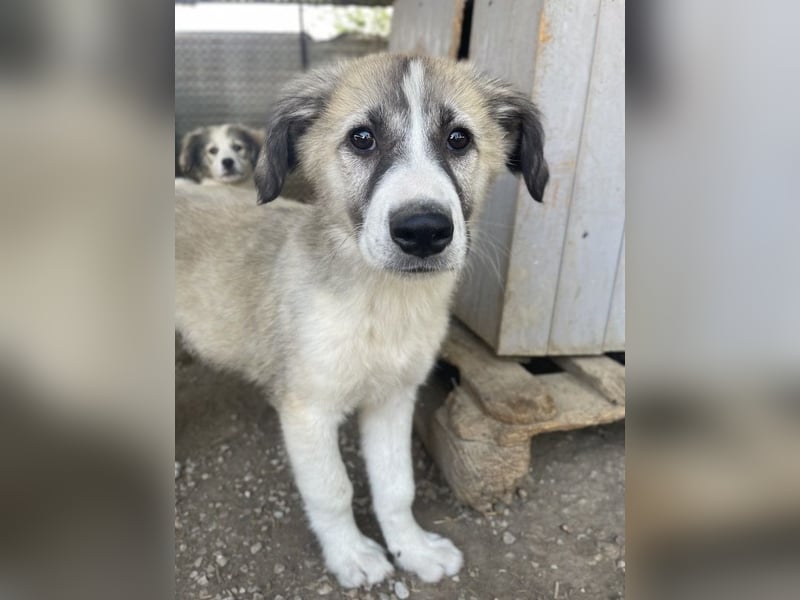 Sido, geb. ca. 02/2024, lebt in GRIECHENLAND, im städt. Tierheim Serres