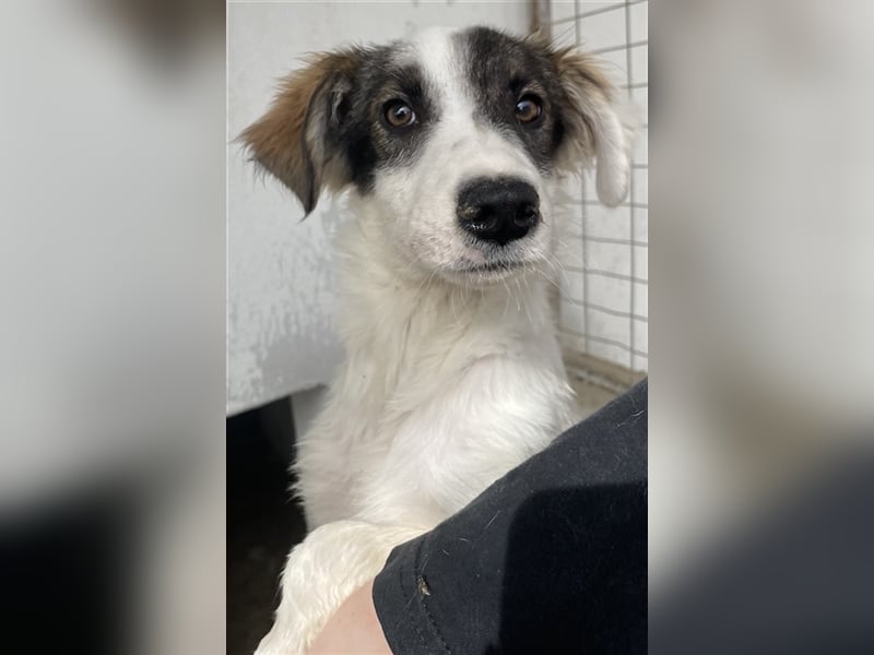 Ahorn, geb. ca. 07/2023, lebt in GRIECHENLAND, im städt. Tierheim Serres