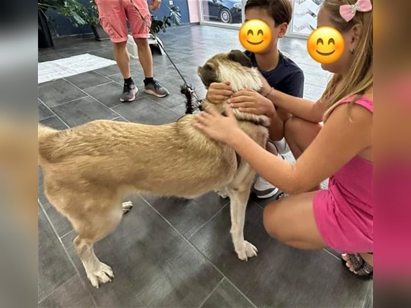 Pedro, geb. ca. 11/2022, lebt in GRIECHENLAND, auf einer privaten Pflegestelle
