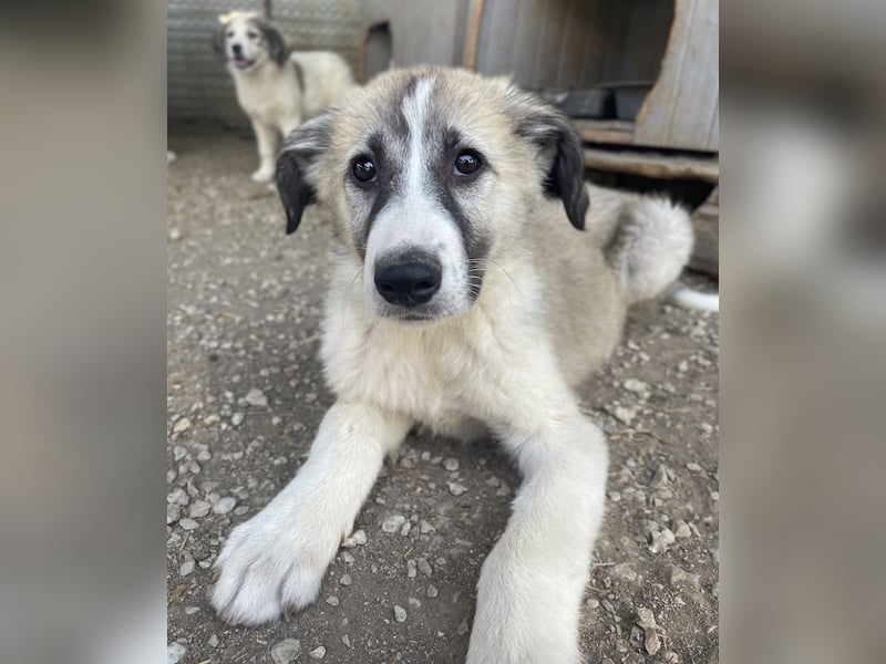 Sido, geb. ca. 02/2024, lebt in GRIECHENLAND, im städt. Tierheim Serres