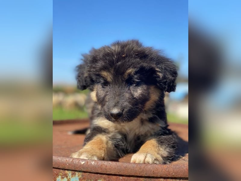 Sirius Black, geb. ca. 12/2023, lebt in GRIECHENLAND, im städt. Tierheim Serres