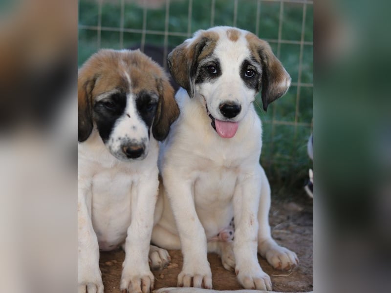 Chad, geb. ca. 07/2022, lebt in GRIECHENLAND, auf einem Gelände, Hunde werden notdürftig versorgt