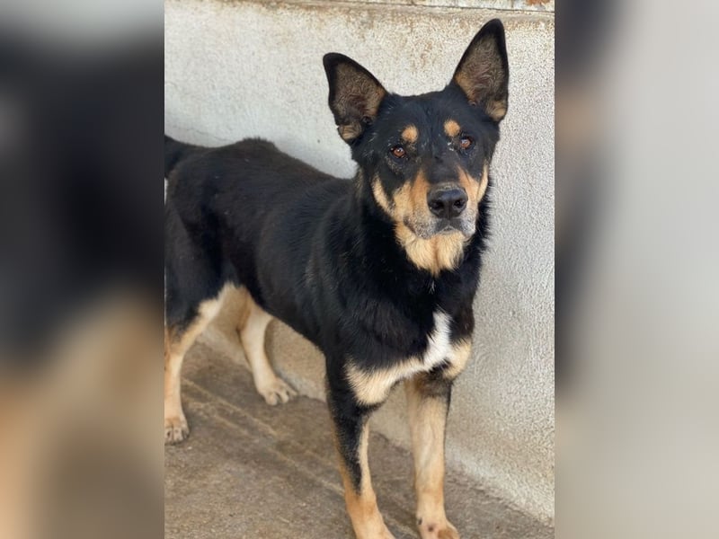 Niles, geb. ca. 05/2019, lebt in GRIECHENLAND, im städt. Tierheim Serres