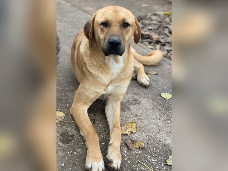 Nobu, geb. ca. 04/2021, lebt in GRIECHENLAND, im städt. Tierheim Serres