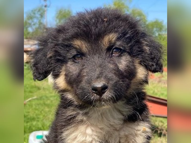 Sirius Black, geb. ca. 12/2023, lebt in GRIECHENLAND, im städt. Tierheim Serres
