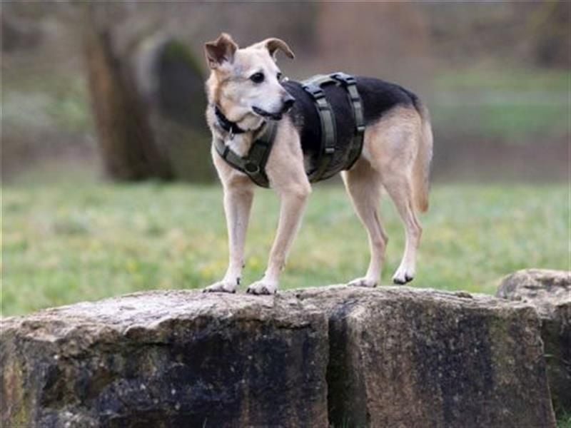 Rinky - sanfter Herzenshund sucht ein Happy End