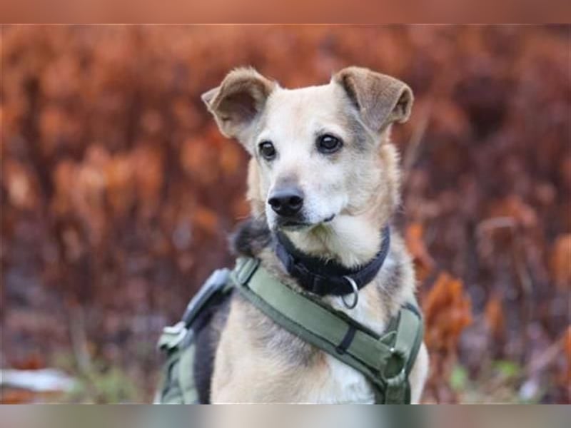 Rinky - sanfter Herzenshund sucht ein Happy End