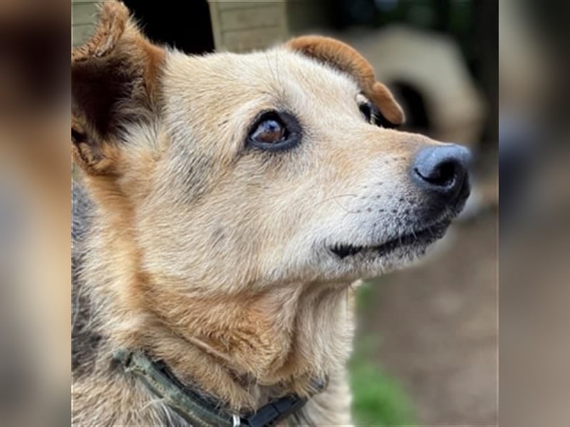 Rinky - sanfter Herzenshund sucht ein Happy End