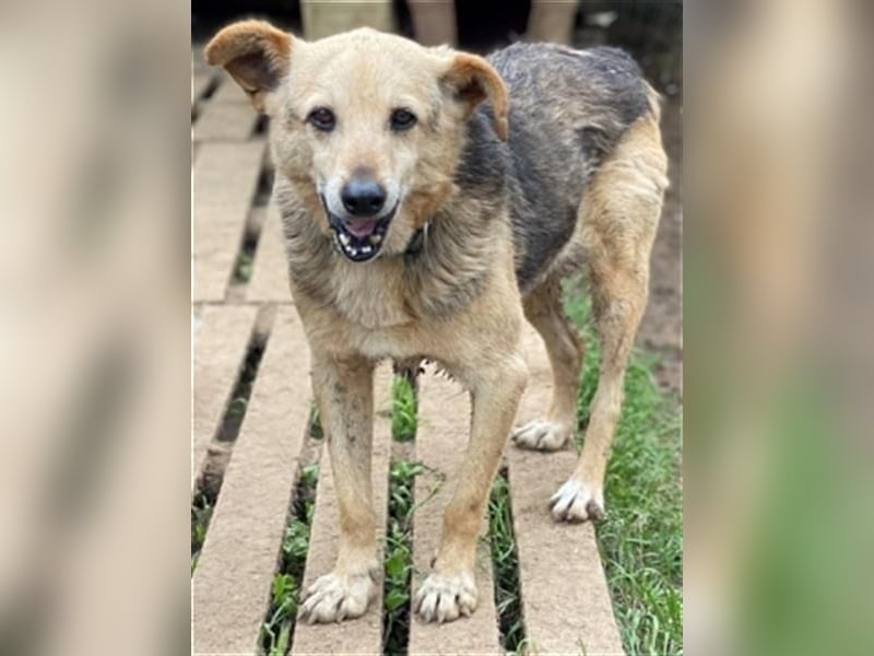 Rinky - sanfter Herzenshund sucht ein Happy End