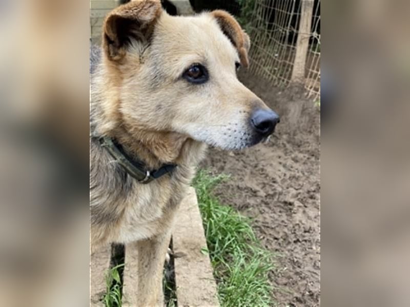 Rinky - sanfter Herzenshund sucht ein Happy End