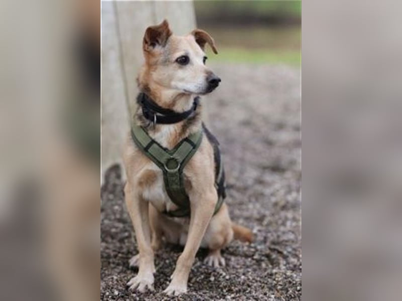 Rinky - sanfter Herzenshund sucht ein Happy End