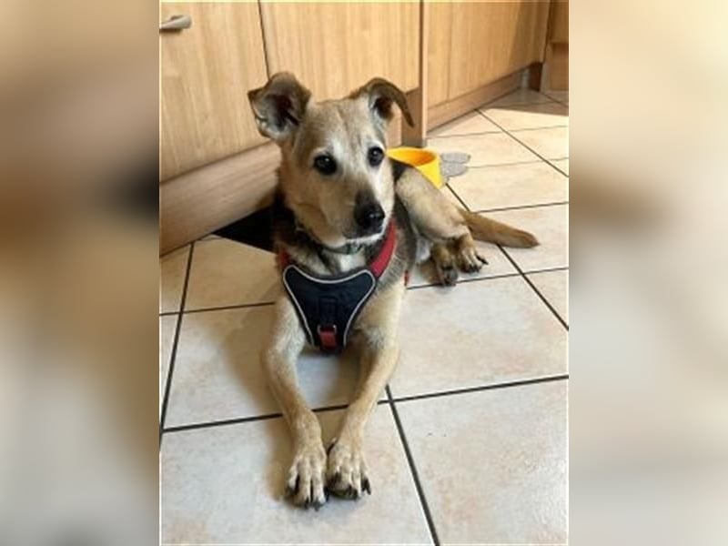 Rinky - sanfter Herzenshund sucht ein Happy End