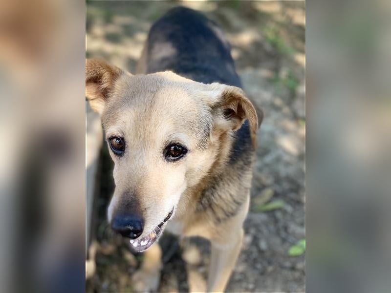 Rinky - sanfter Herzenshund sucht ein Happy End