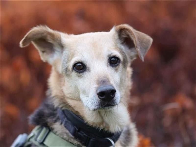 Rinky - sanfter Herzenshund sucht ein Happy End