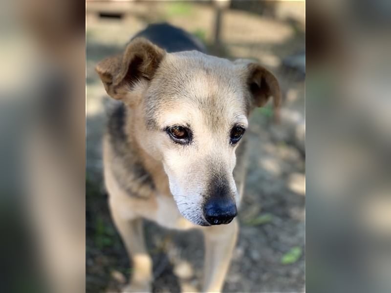 Rinky - sanfter Herzenshund sucht ein Happy End
