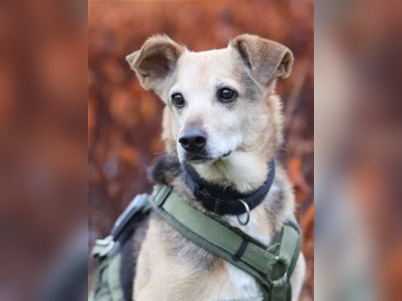 Rinky - sanfter Herzenshund sucht ein Happy End