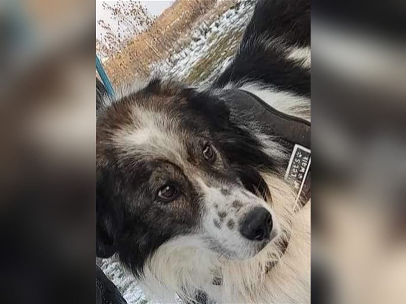 Yuki - für Hundeprofis